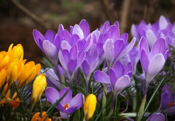 Purple Crocus flowers in a garden