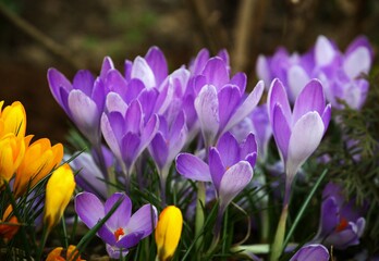 Purple Crocus flowers in a garden
