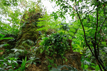 Beautiful view of tropical garden landscape