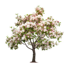 Spring flowers apple tree in bloom isolated on transparent background