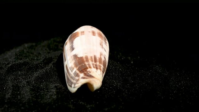 Conus geographus Seashell on a black sand 4K