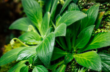 primulina hochiensis plant grow on limestone