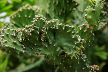 Green Cactus with beautful flowers in spring