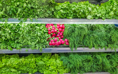 A large selection of fresh herbs and vegetables on the counter. Green dill, red radish, lettuce...
