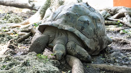 Fototapeten Giant tortoise Aldabra turlte Zanzibar Prison Island Changuu © TravelLensPro