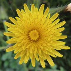 早春にノゲシの黄色い花が咲いています