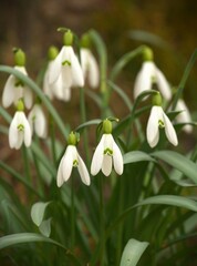 Fototapeta premium Snowdrops (Galanthus nivalis) flowers in a forest - the very first flowers of spring