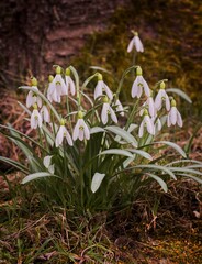 Snowdrops (Galanthus nivalis) flowers in a forest - the very first flowers of spring