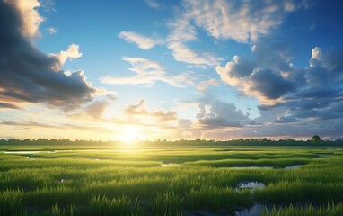 Rice field and blue sky with clouds at sunset