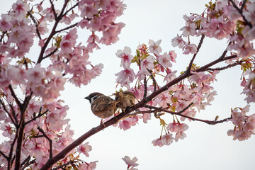 早春の河津桜の開花と野鳥