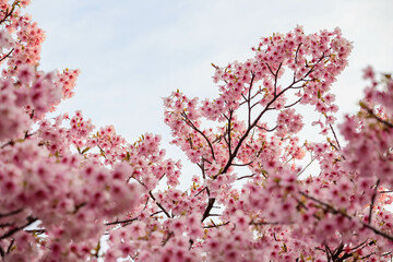 まだ寒さが厳しい2月、早咲きの河津桜が咲き始める。春の気配を感じる神戸の西郷川河口公園
