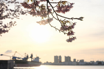 早朝海辺の朝日を浴びる河津桜の花。神戸の灘浜緑地で撮影