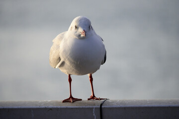 港の公園のユリカモメ