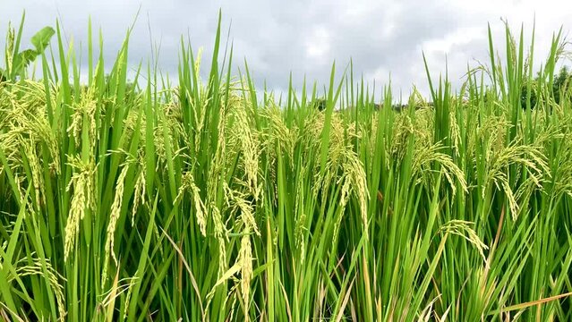 low angle view of green rice plant in the farm field