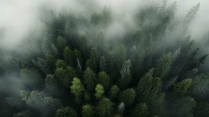 Green forest in fog drone view. The beauty of wild nature.
