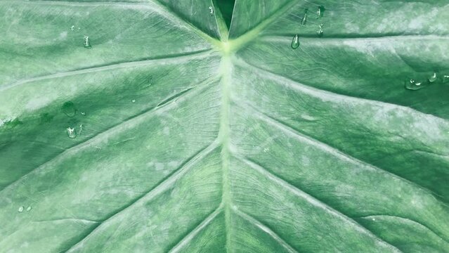 close up of green taro leaf