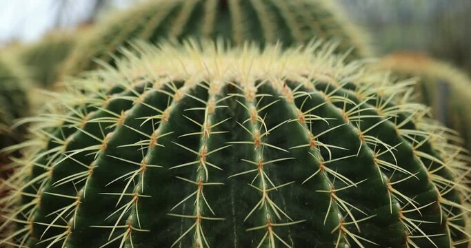 Green Cactus with Sharp Spikes