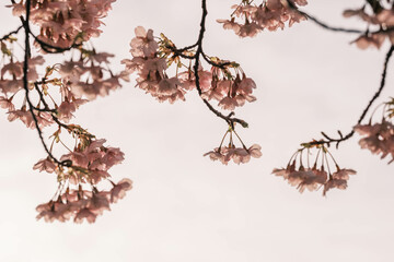朝日を浴びて輝く早咲きの河津桜。兵庫県神戸市の灘浜緑地で撮影