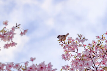 早春の河津桜の開花と野鳥