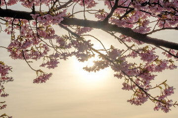 Fototapeta premium 早朝海辺の朝日を浴びる河津桜の花。神戸の灘浜緑地で撮影