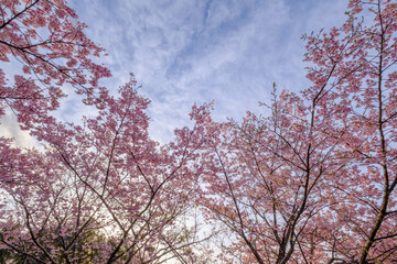 Obraz na płótnie Canvas 朝日を浴びて輝く早咲きの河津桜。兵庫県神戸市の灘浜緑地で撮影