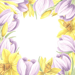 Square frame from purple crocuses and yellow daffodils flowers. Isolated hand drawn watercolor illustration of spring primroses. Template with copy space for postcard of Mothers day, 8 March, Easter.