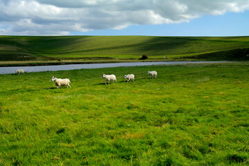 Five sheep walking on a green grass field near a pond 