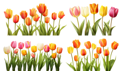 Set of elegant blooming tulips, cut out