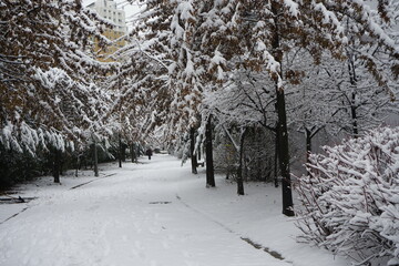 Naklejka premium 밤새 내일 눈이 마을을 흰눈으로 덥어놓았습니다