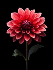 A single red Dahlia flower on a black dark background, isolated red pink dahlia flower