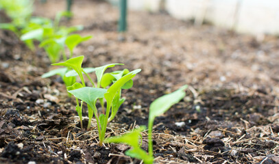 Close-up of a radish sprout in a greenhouse on February 25th. Radishes are sown in a row in a...