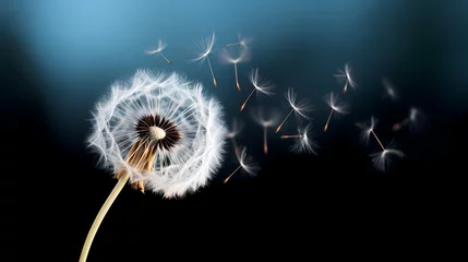  A macro shot of a dandelion seed about to take flight, symbolizing freedom and possibilities. © maaz