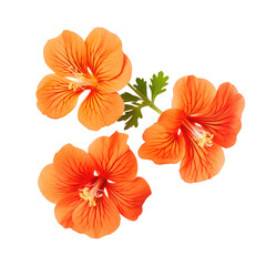 color geranium flowers isolated on white