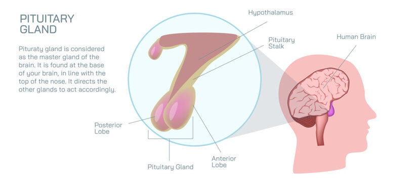 The pituitary gland makes, stores and releases hormones. The pituitary gland is located at the base of your brain, below your hypothalamus vector illustration.