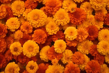 A top view of a field of marigolds, the warm hues creating a welcoming space for your message.
