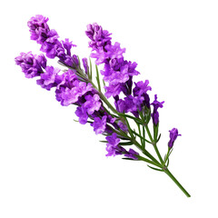 Obraz premium Statice isolated on transparent background