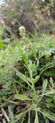 grass in the garden
