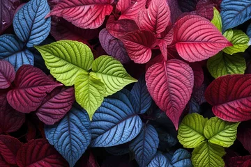 Foto auf Leinwand Vibrant hydrangea leaves transitioning from green to red  © Dan
