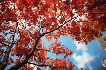Vibrant maple samaras against sky