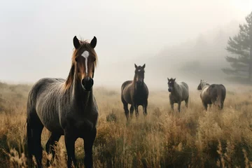 Garden poster Morning with fog Wild horses grazing in meadow with dense fog 