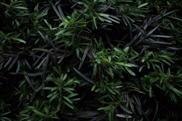 Yew shrub needles tightly clustered, creating dark shadows 