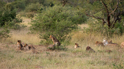 lion cubs in the wild