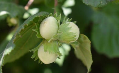 Noisettes mûrissant sur leur branche dans la nature.