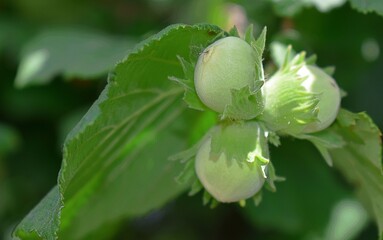 Noisettes m&ucirc;rissant sur leur branche dans la nature.