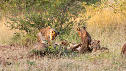lion cubs in the wild