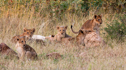 many lion cubs including a white lion cub