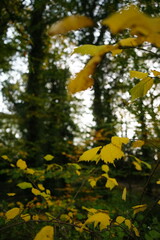 Vibrant and tranquil nature in Denmark