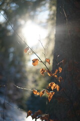 Landscape and details inside the Black Forest, Freiburg im Breisgau, Germany