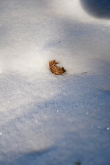 Dry Pine in the snow, in Freiburg, Germany