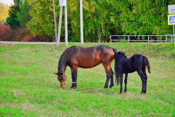 A beautiful horse with a foal in the field. A herd of horses, mares grazing in a green meadow. Beautiful mane. They eat grass. Close-up.Postcard. The concept of animal breeding.	